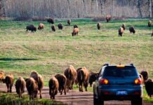 Elk Island National Park – улюблене місце відпочинку містян, місце захисту тварин