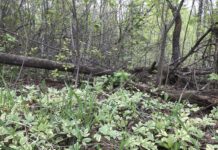 Как побороть вредные растения в Эдмонтоне