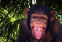 Edmonton and Zoos: A Historical Relationship