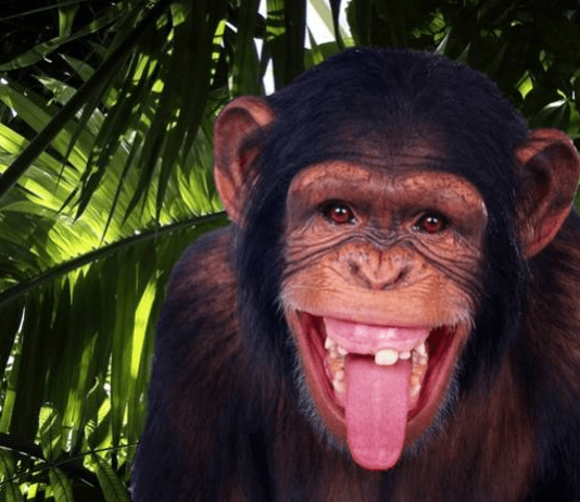 Edmonton and Zoos: A Historical Relationship