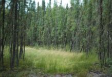 Boreal Forest in Alberta: Current State and Challenges