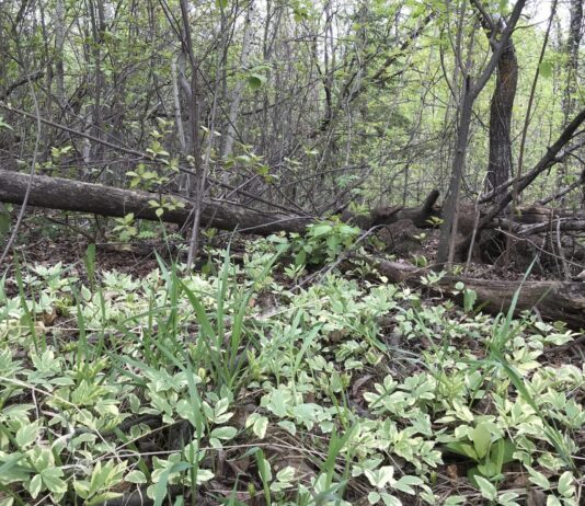 How to Combat Harmful Plants in Edmonton
