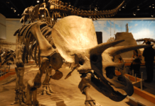 Edmonton Zoological Museum: Alberta’s Tourist Gem