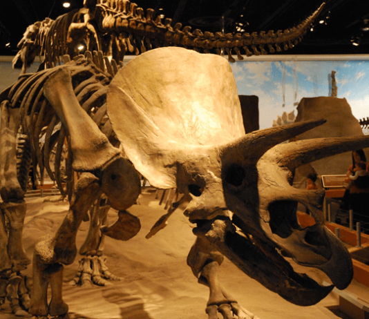 Edmonton Zoological Museum: Alberta’s Tourist Gem
