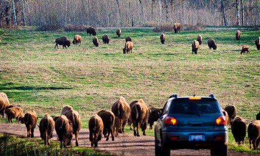 Elk Island National Park – A Favorite Retreat and Wildlife Sanctuary