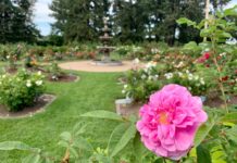 Edmonton Horticultural Society and Its Contribution to Edmonton’s Greening