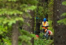Edmonton’s Urban Forestry: Challenges, Solutions, and the Path Forward