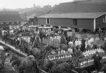 Alberta’s Dairy Industry: From Early Farms to AI