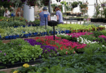 Popular Plants Thriving in Edmonton