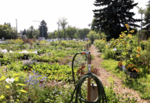 The History of Gardening in Edmonton: The Evolution of Urban Farming and Local Gardens