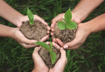 Edmonton’s Eco-Champions: Businesses Leading the Charge in Sustainability
