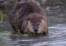 Alberta’s Beavers: How Nature’s Engineers Protect Ecosystems and Water Resource