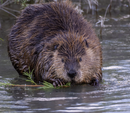 Alberta’s Beavers: How Nature’s Engineers Protect Ecosystems and Water Resource
