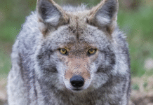 Why Coyotes Live in Edmonton: How Wild Predators Mastered the Big City
