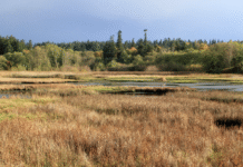 Edmonton’s Wetlands: Why Marshes and Swamps Became the City’s Natural Protection Against Flooding
