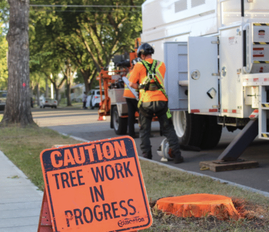 Edmonton’s Urban Forest: How Trees Help the City Weather Heat, Drought, and Climate Change